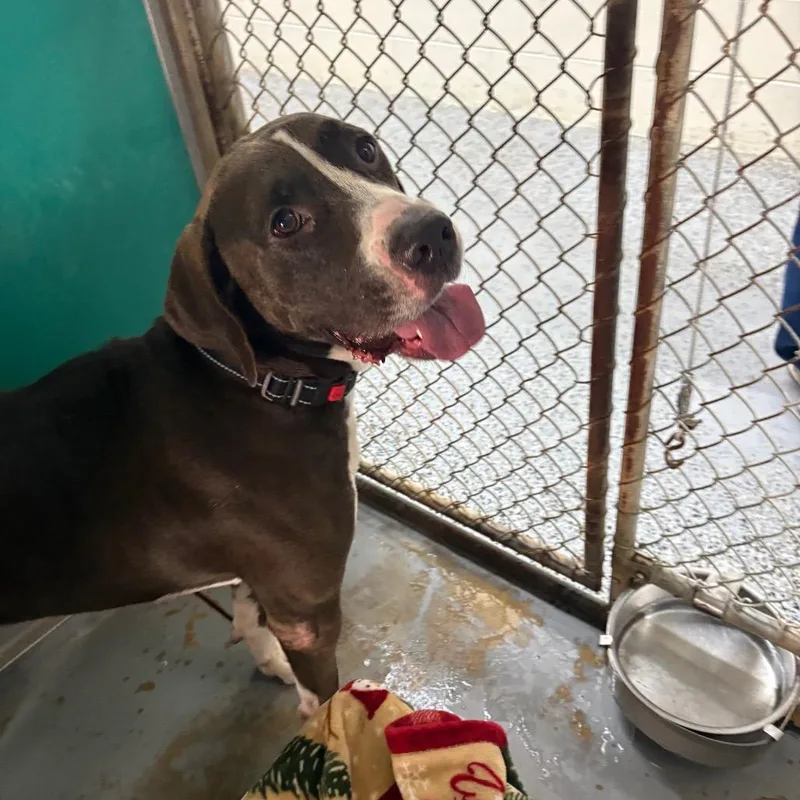 An adult large-sized male Black Mixed Breed dog named Rocky Road for adoption in Middleburg, FL
