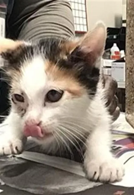 A baby small-sized female Domestic Short Hair cat named Posh Spice for adoption in Riverside, CA