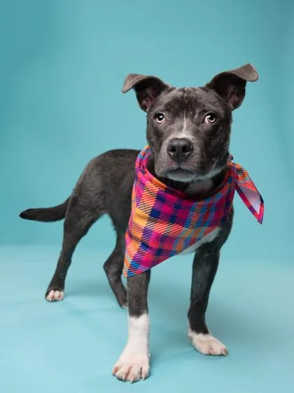 An adult medium-sized male Mixed Breed dog named Chimichurri for adoption in Atlanta, GA