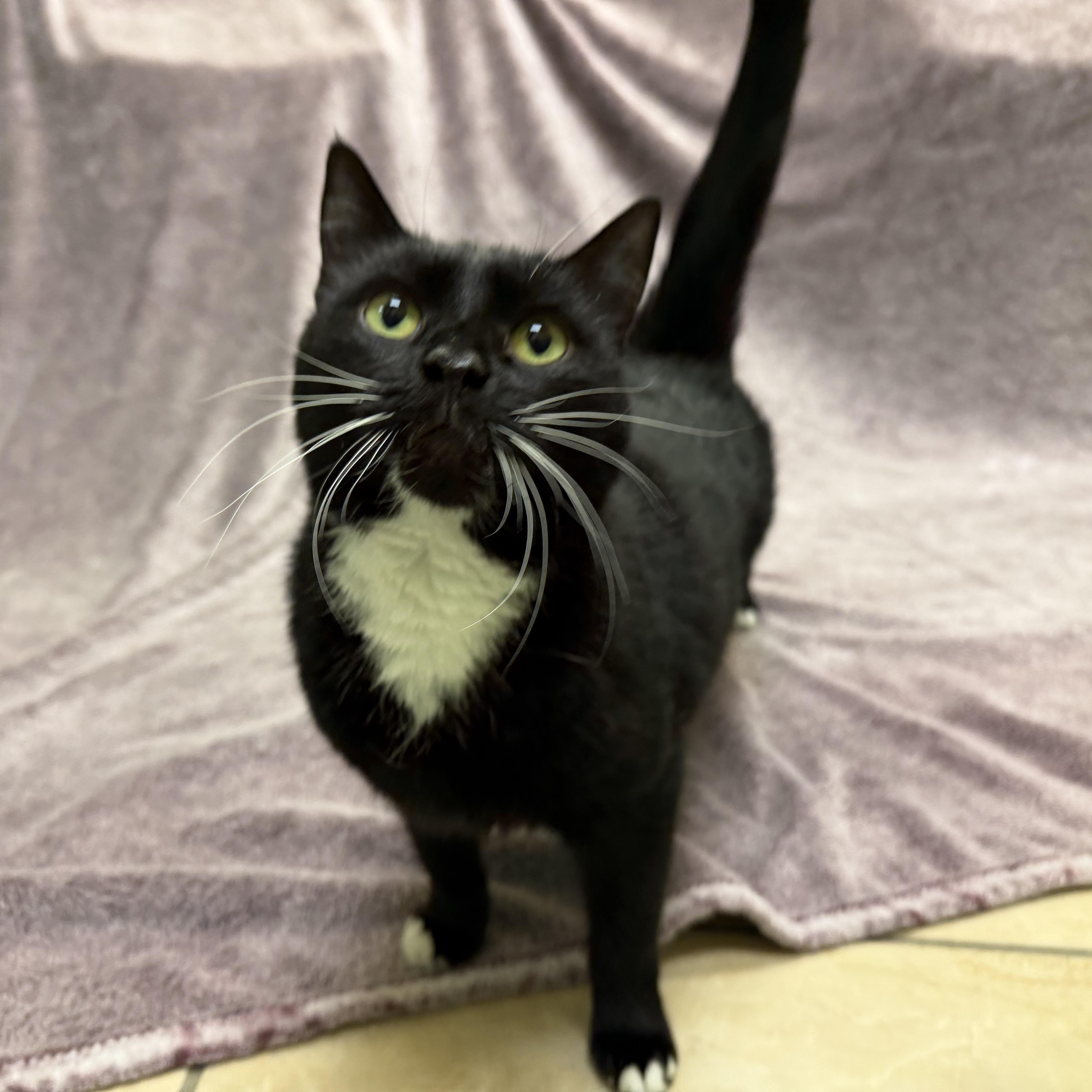 An adult medium-sized female Black & White / Tuxedo Domestic Short Hair cat named Chickie for adoption in Latrobe, PA