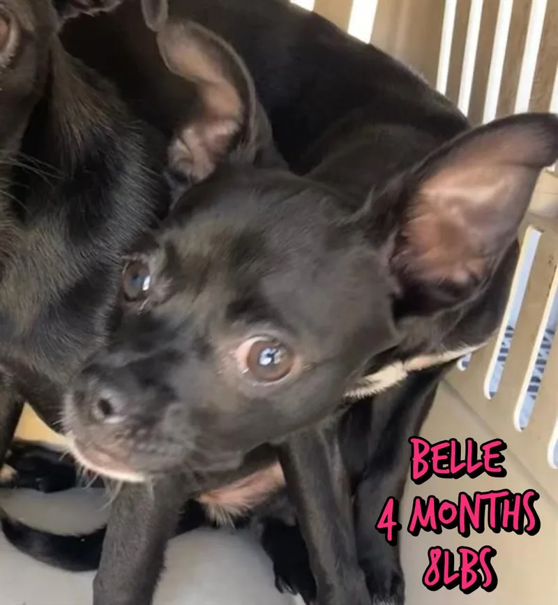 A baby small-sized female Chihuahua dog named Belle for adoption in Holbrook, NY