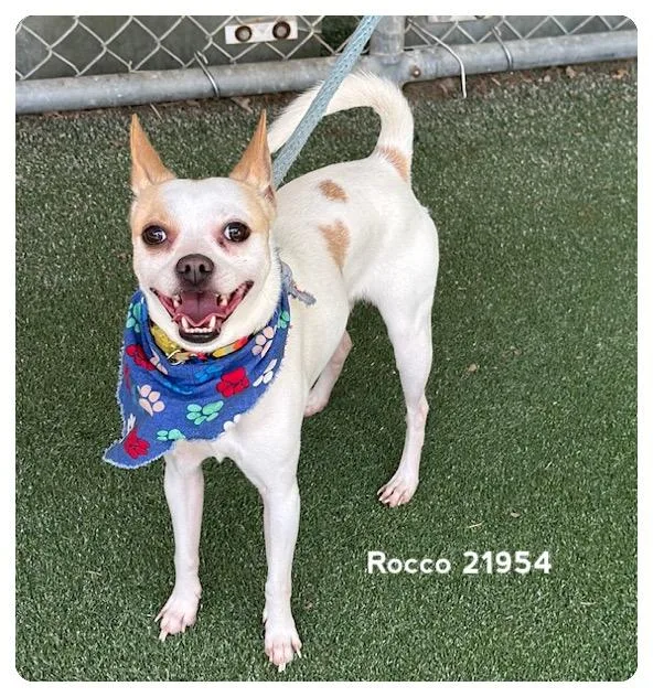 Rocco