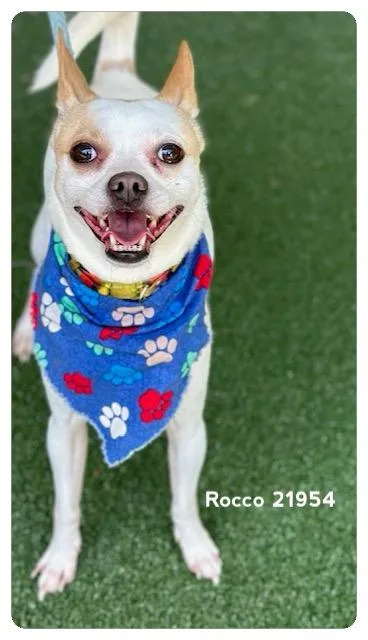Rocco thumbnail 2