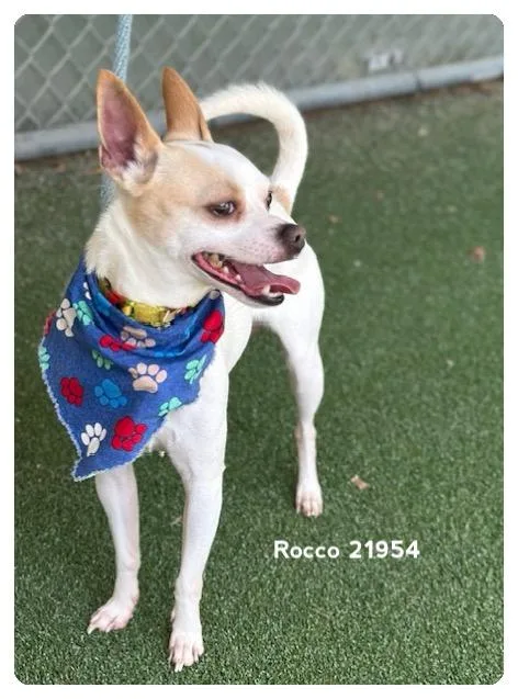 Rocco thumbnail 3