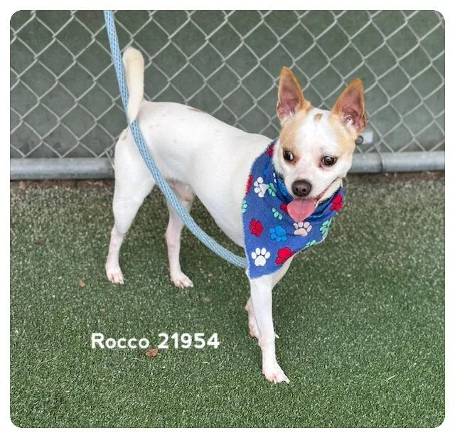 Rocco thumbnail 4