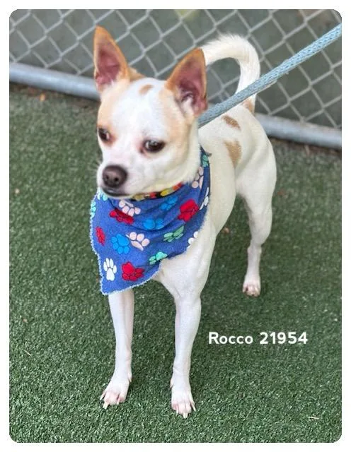 Rocco thumbnail 5