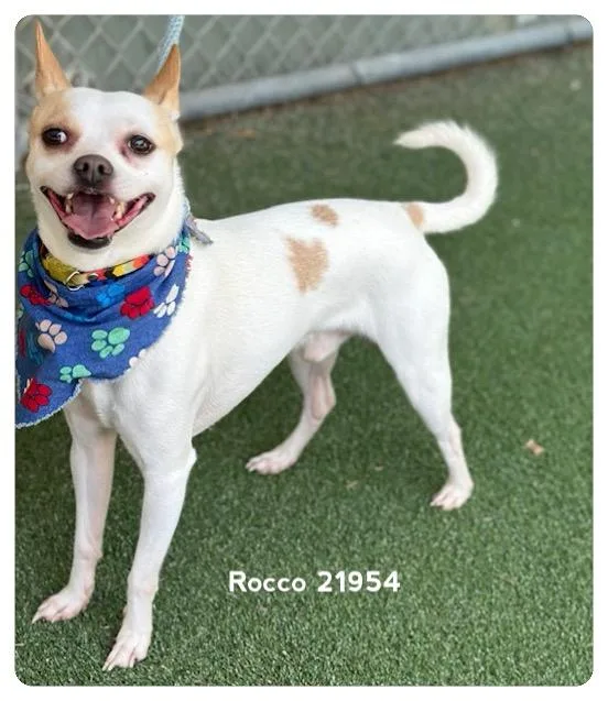 Rocco thumbnail 6