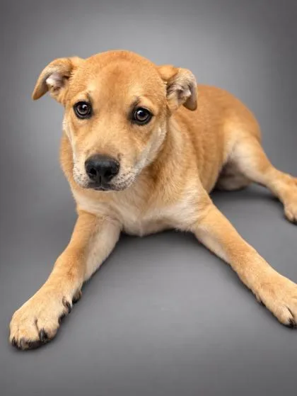 A young medium-sized male Labrador Retriever dog named Dawson for adoption in Bowling Green, KY