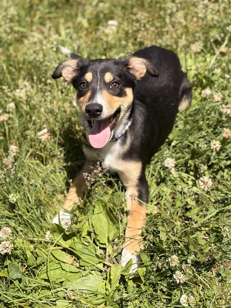 A baby medium-sized male Border Collie dog named Thursday for adoption in Sparta, NJ