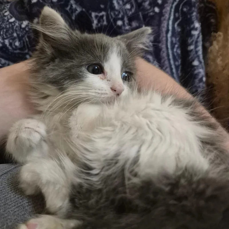 A baby small-sized female Gray / Blue / Silver Domestic Long Hair cat named Magnolia for adoption in Lexington, KY