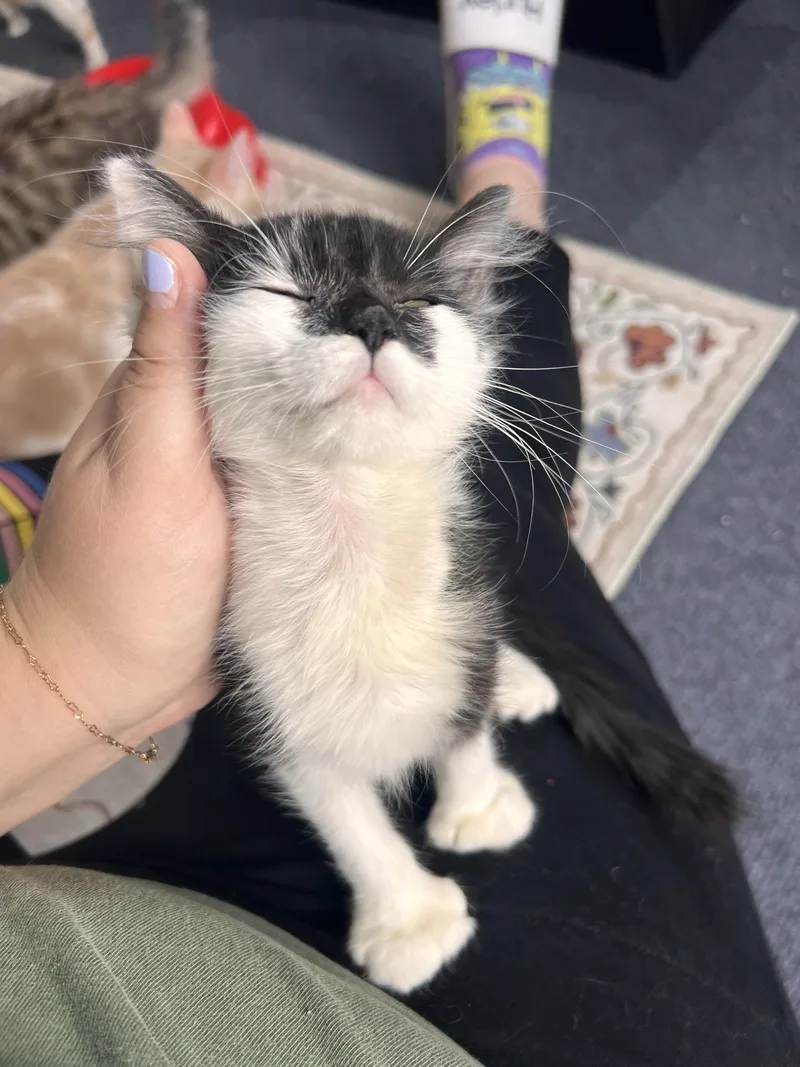 A baby medium-sized female Black Domestic Medium Hair cat named Priscilla for adoption in Greensburg, PA