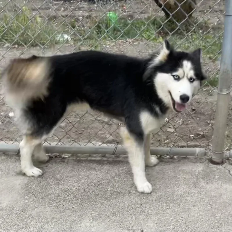 An adult large-sized female Black Husky dog named Alma for adoption in Point Richmond, CA