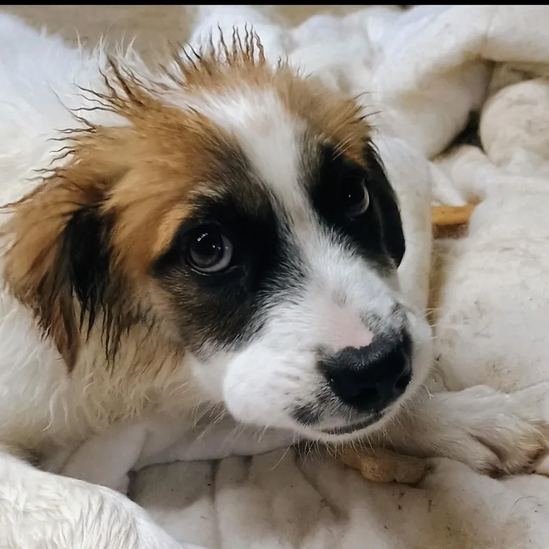 A young medium-sized male Tricolor (Brown, Black, & White) Border Collie dog named Graham for adoption in Magnolia, TX