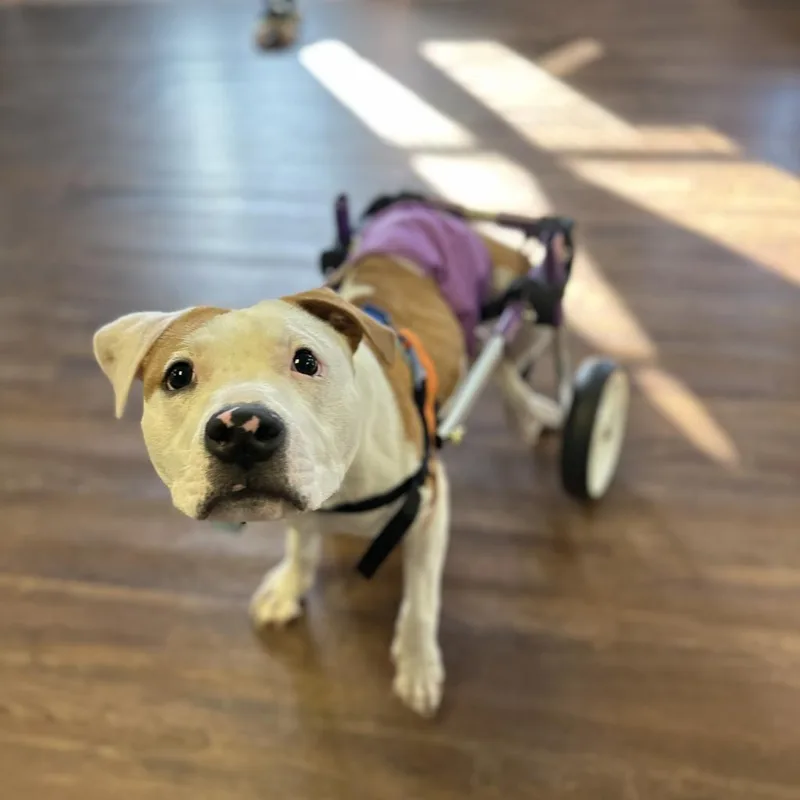 Hashbrown thumbnail 2