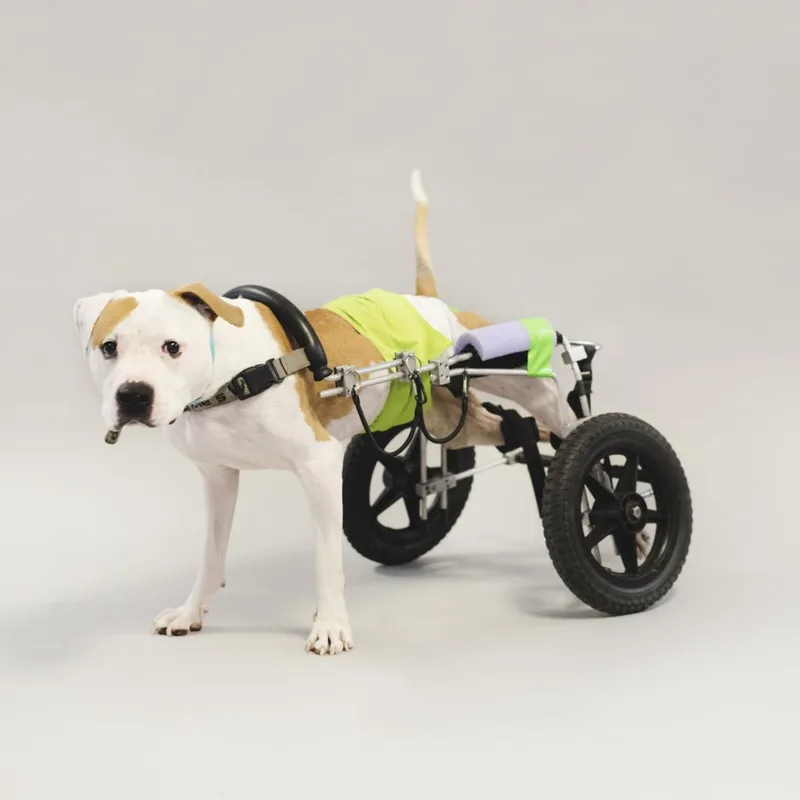 Hashbrown thumbnail 3