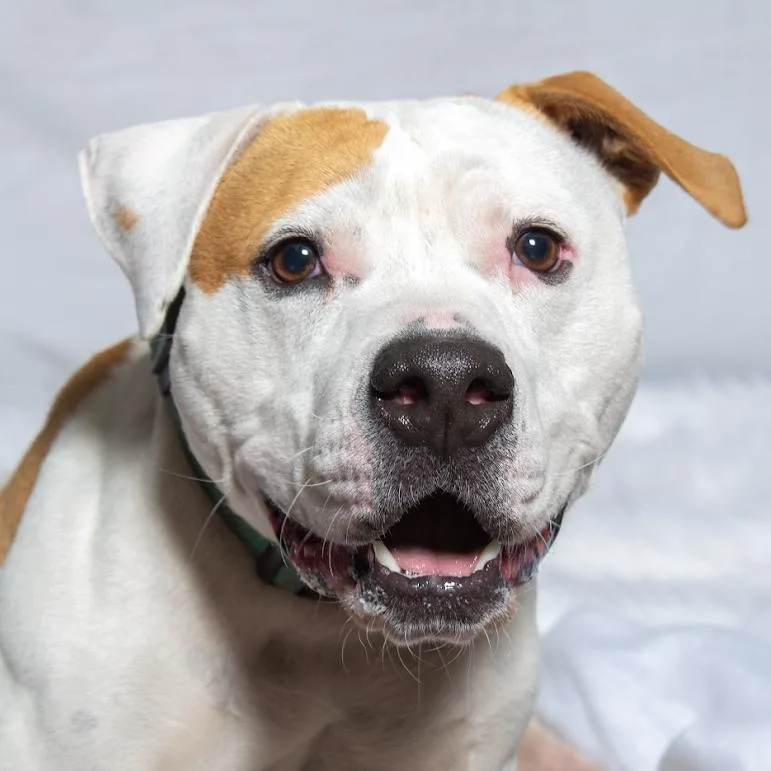 Hashbrown thumbnail 4