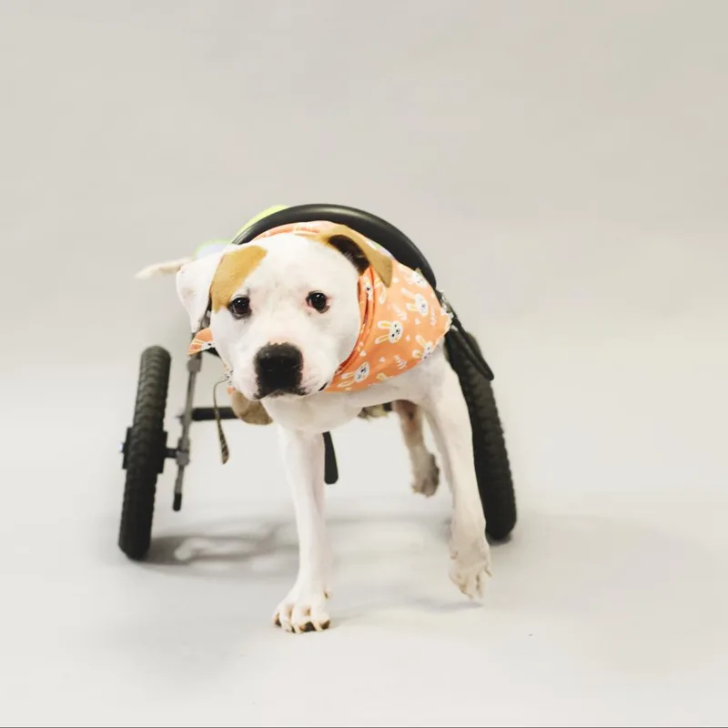 Hashbrown thumbnail 5