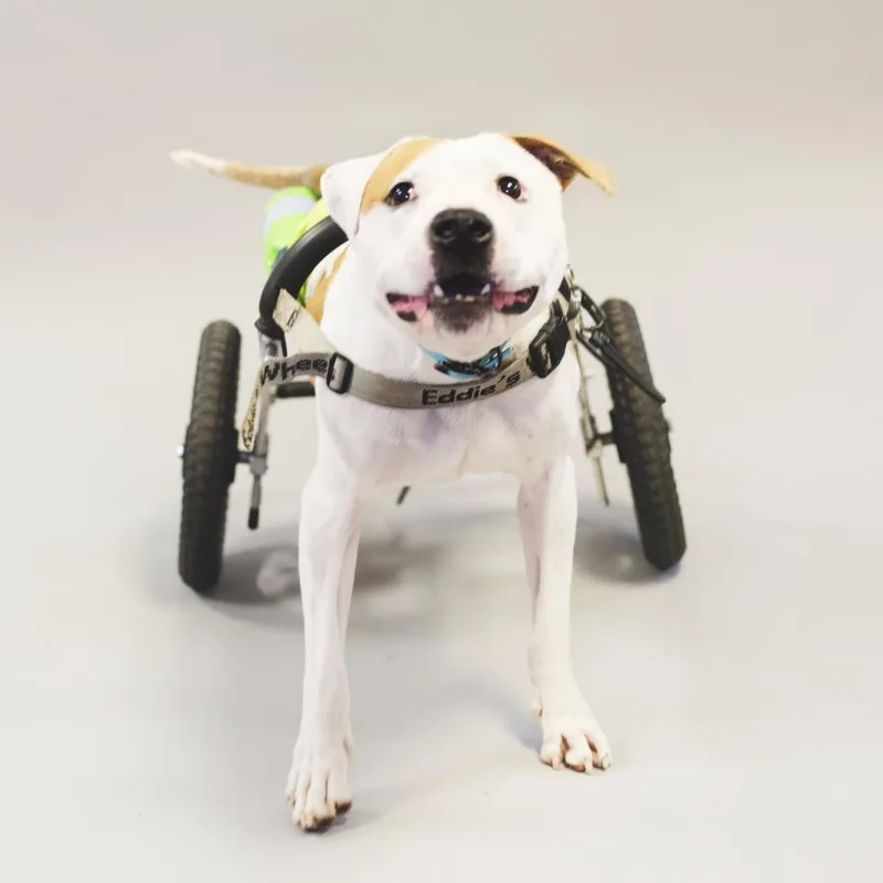 Hashbrown thumbnail 6