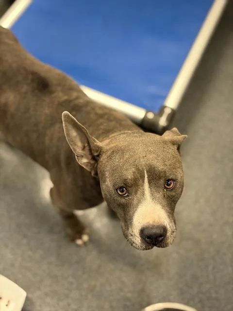 An adult large-sized female Mixed Breed dog named Raven for adoption in Dallas, TX