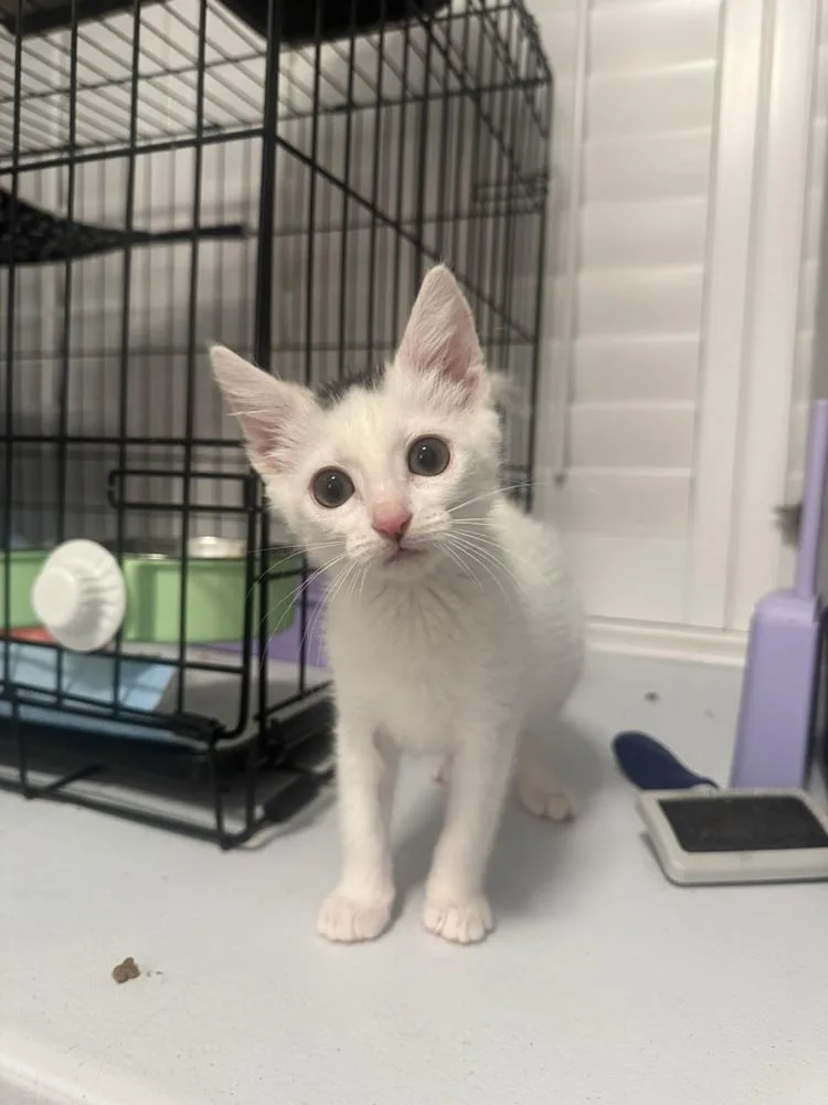 A baby medium-sized female Gray & White Domestic Short Hair cat named Pixie for adoption in Emerald Isle, NC