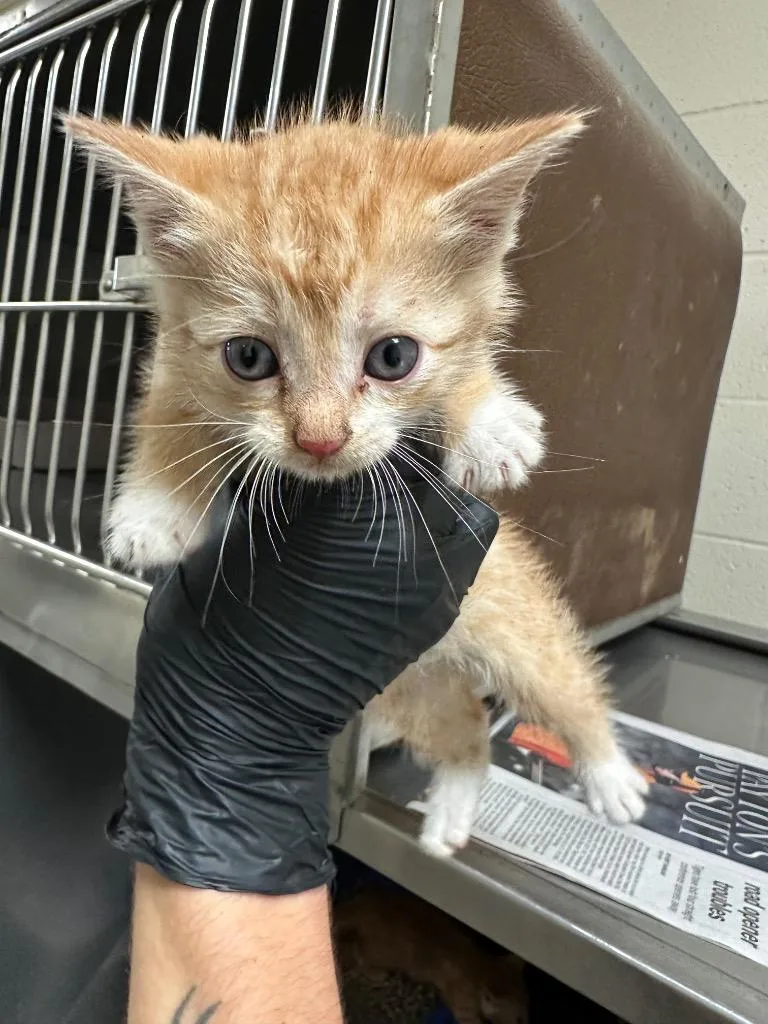 A baby small-sized male Domestic Short Hair cat named Preston for adoption in Bossier City, LA