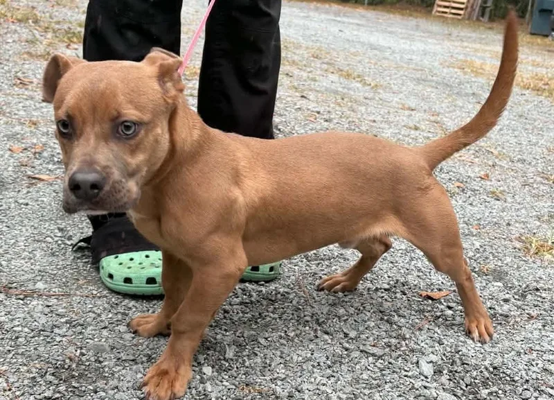 A young small-sized male Mixed Breed dog named Squirm for adoption in Elizabethtown, NC