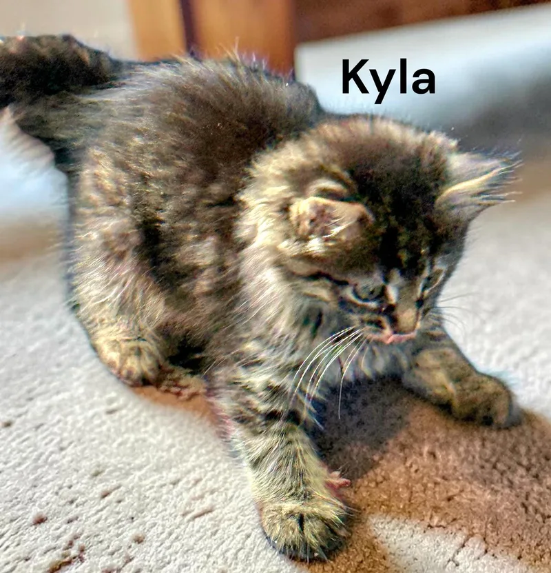 A baby medium-sized female Tabby cat named Kyla for adoption in Weems, VA