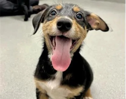 A baby small-sized male Terrier dog named Zeppelin for adoption in Palo Alto, CA