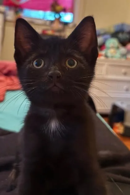 A baby small-sized female Black Domestic Short Hair cat named Binks At Petsmart In for adoption in Bishop, GA