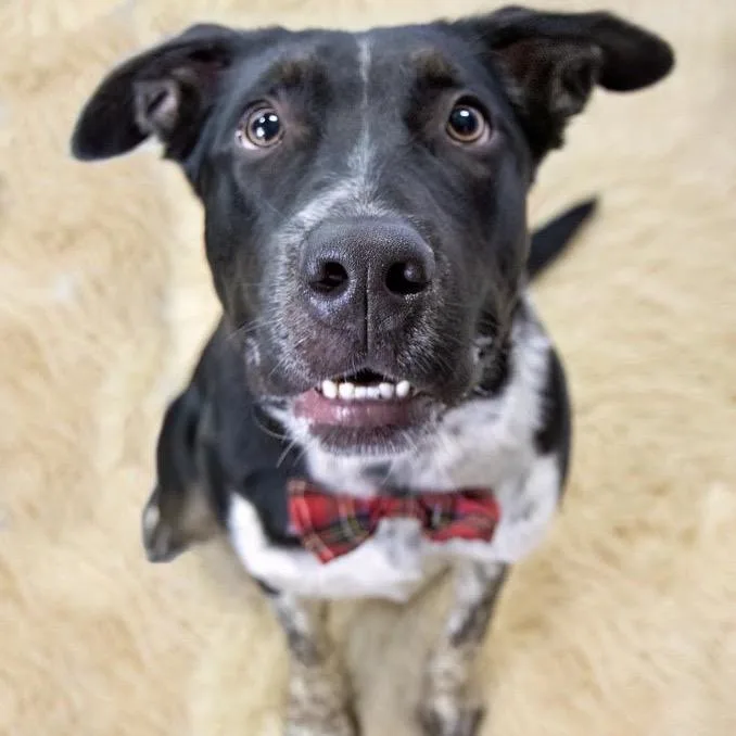 A young small-sized male Black Pointer dog named Zane for adoption in Northbrook, IL
