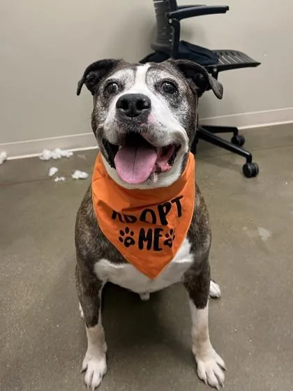 An adult large-sized male Pit Bull Terrier dog named Max for adoption in Fishers, IN