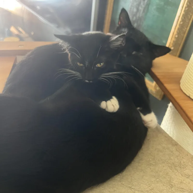 A baby small-sized male Black & White / Tuxedo Domestic Short Hair cat named Vlad for adoption in Milwaukee, WI