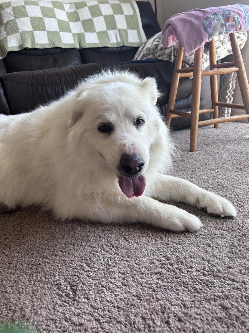 A senior large-sized female Great Pyrenees dog named DakotaKota for adoption in Bountiful, UT