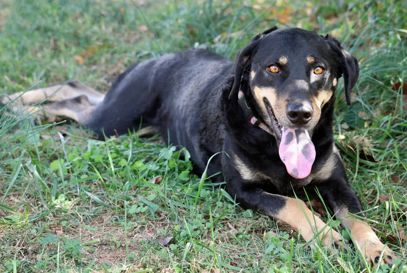 Velveeta thumbnail 3