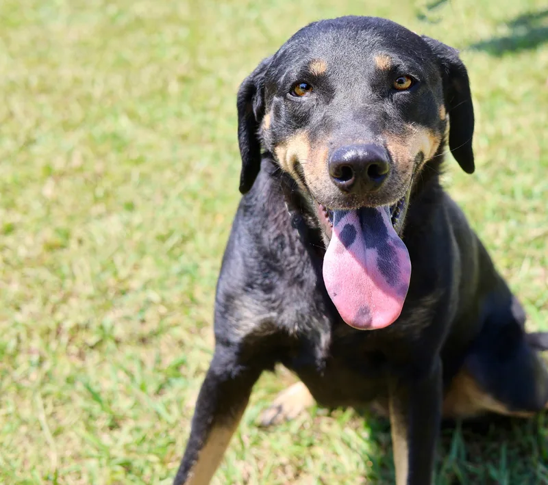 Velveeta thumbnail 4