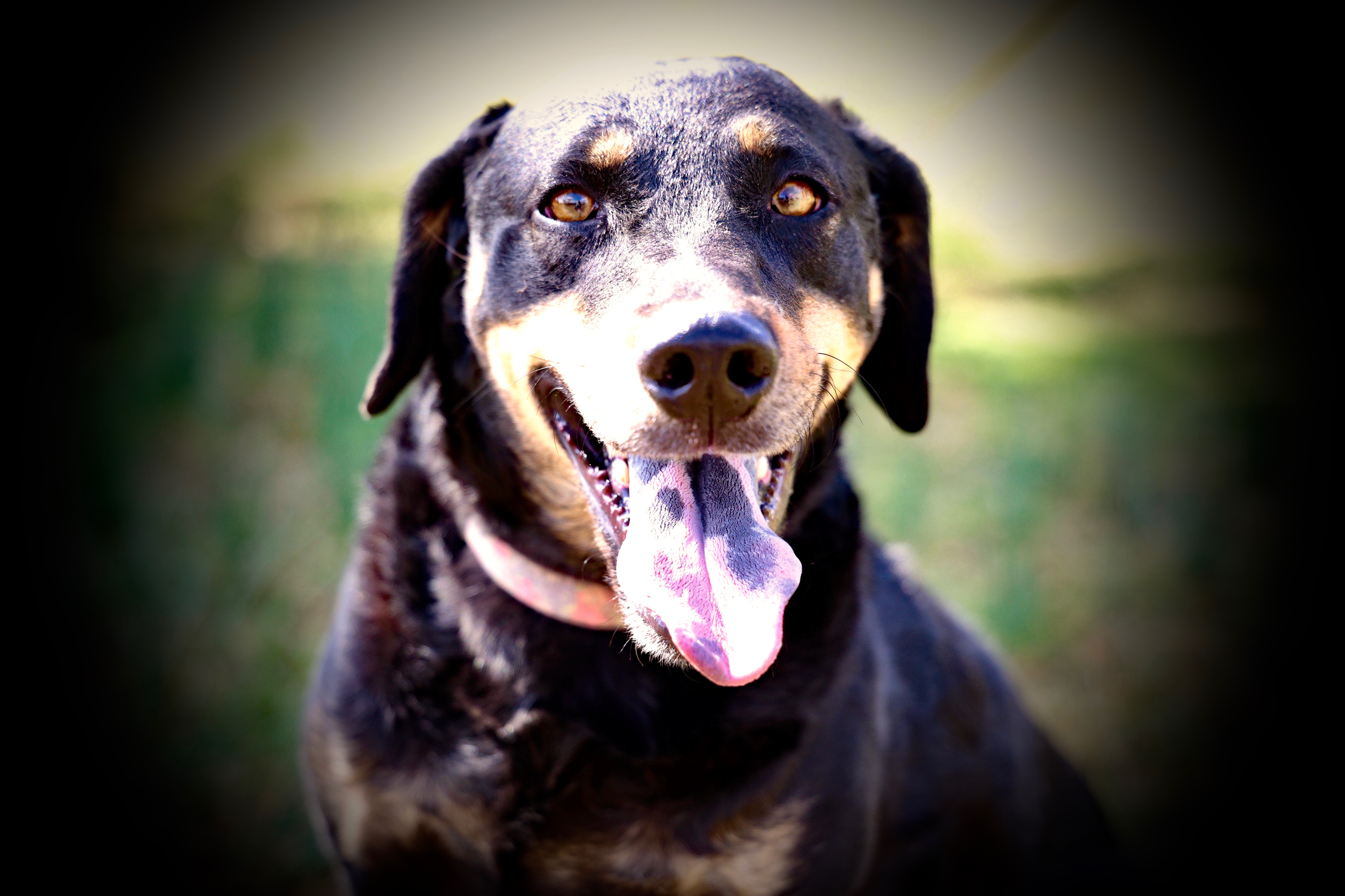 Velveeta thumbnail 6