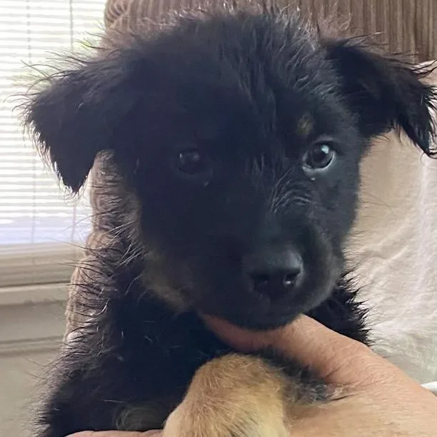 A baby medium-sized male Border Collie dog named Simon for adoption in Toledo, OH