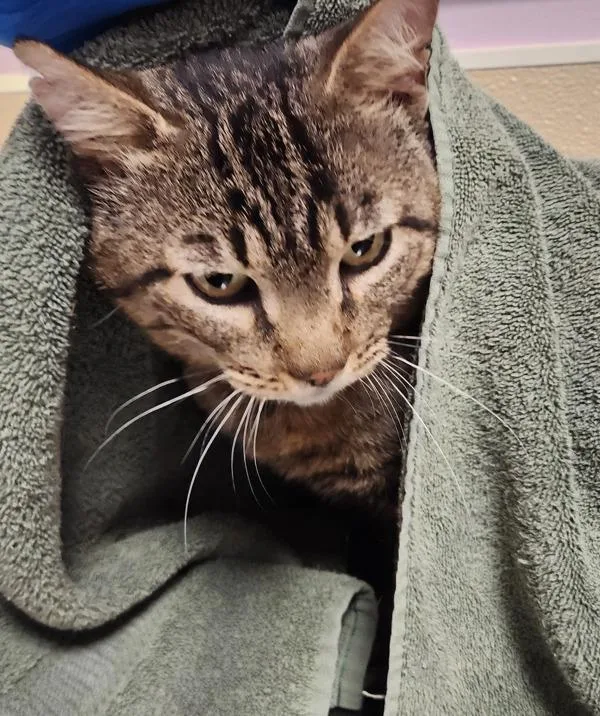 An adult large-sized male Domestic Short Hair cat named Danchou for adoption in Vancouver, WA