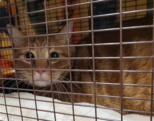 An adult large-sized male Domestic Short Hair cat named Mister Man for adoption in Van Nuys, CA