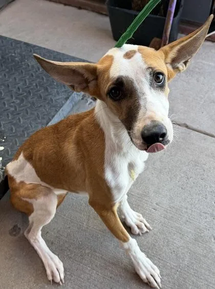 A baby medium-sized female Yellow / Tan / Blond / Fawn Shepherd dog named Medusa for adoption in El Paso, TX