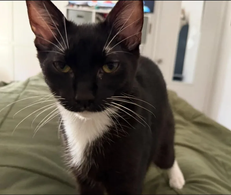 Tony Curtis thumbnail 2