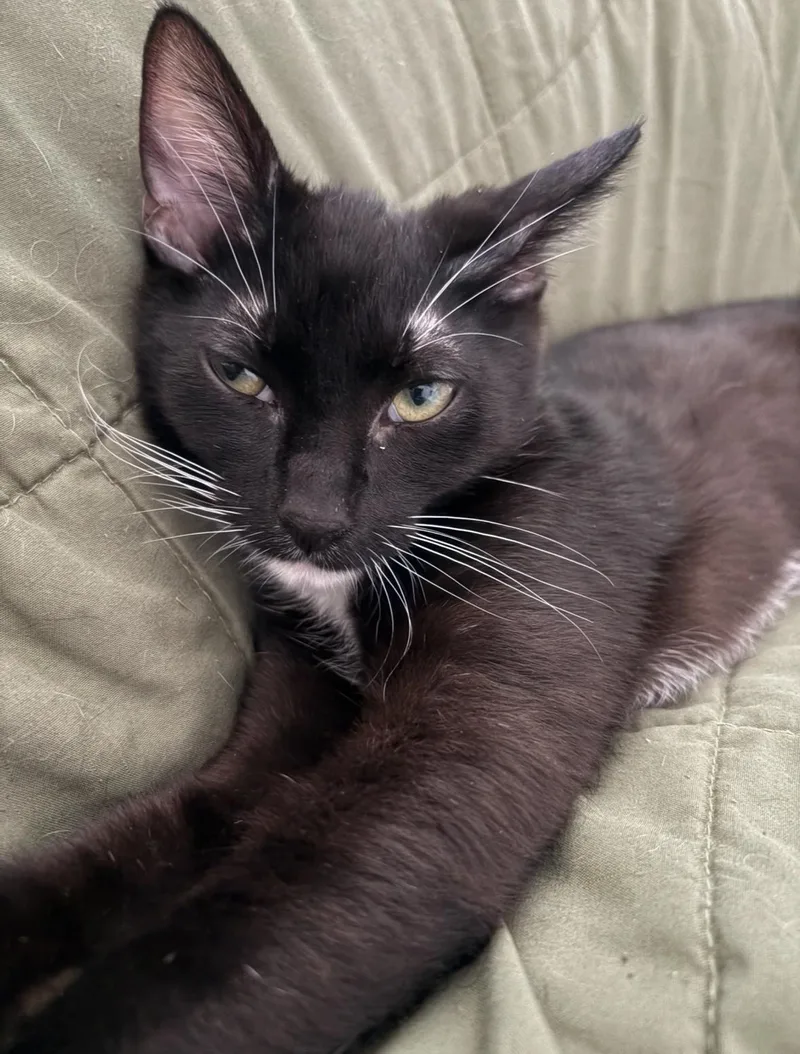 Tony Curtis thumbnail 3