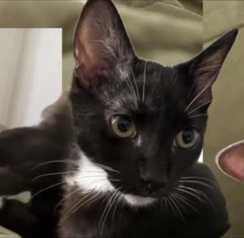 Tony Curtis thumbnail 4