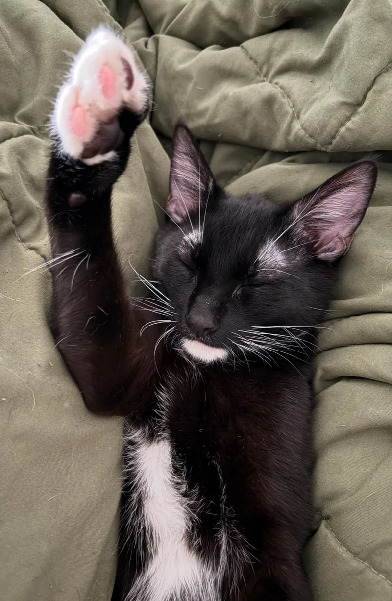 Tony Curtis thumbnail 6