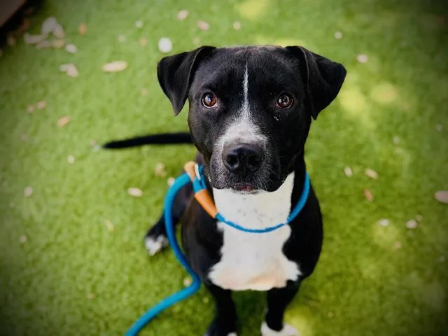 A young large-sized male Pit Bull Terrier dog named Jack Jack for adoption in Orlando, FL