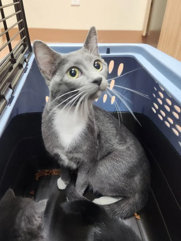 A young small-sized female Domestic Short Hair cat named Pretty for adoption in Kennewick, WA