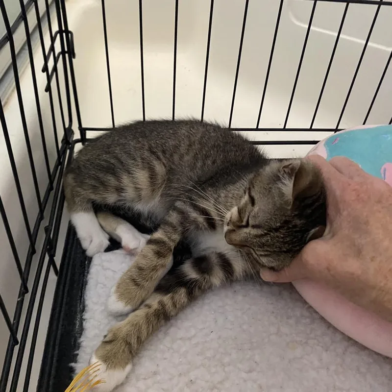 A baby small-sized female Brown / Chocolate Domestic Short Hair cat named Janet for adoption in Tustin, CA