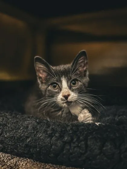 A baby small-sized male Domestic Short Hair cat named Somnus for adoption in Munster, IN