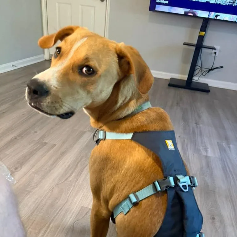 A young medium-sized male Yellow / Tan / Blond / Fawn Mixed Breed dog named Biscuit for adoption in Rossville, GA