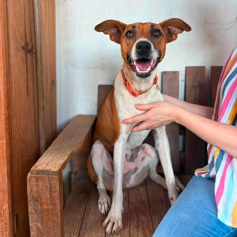 A young medium-sized female Red / Chestnut / Orange Mixed Breed dog named Niquia for adoption in Bend, OR